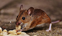 24 Hour & Emergency Exterminators in Gville, SC